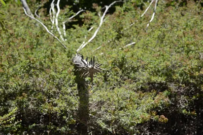 DSC_3779 (Large).JPG